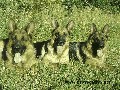 Cherokee, Aimy, Chocolate Geisha
