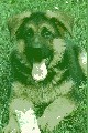 O:2 x VA1 Vegas du Haut Mansard x M:BOB, CACIB, 2x CAC,Karina Clark.Majit.Petr Hlouka,Netolice