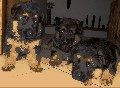 vrh C - 1 msc, Wela Stbrn doly, Forest Gump Mineo, chovatel Ivana Koskov, http://www.ivako.estranky.cz/