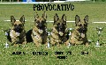 KVV Polička