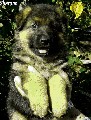 pejsek z vrhu S 2 z Krupičkova mlýna ( Sharonn)
