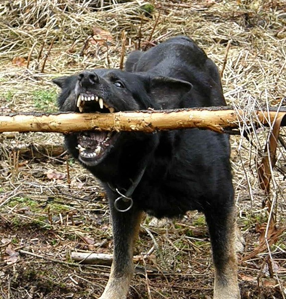 CHS z Nov�ho Draka