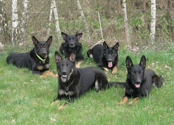 CHS z Nov�ho Draka