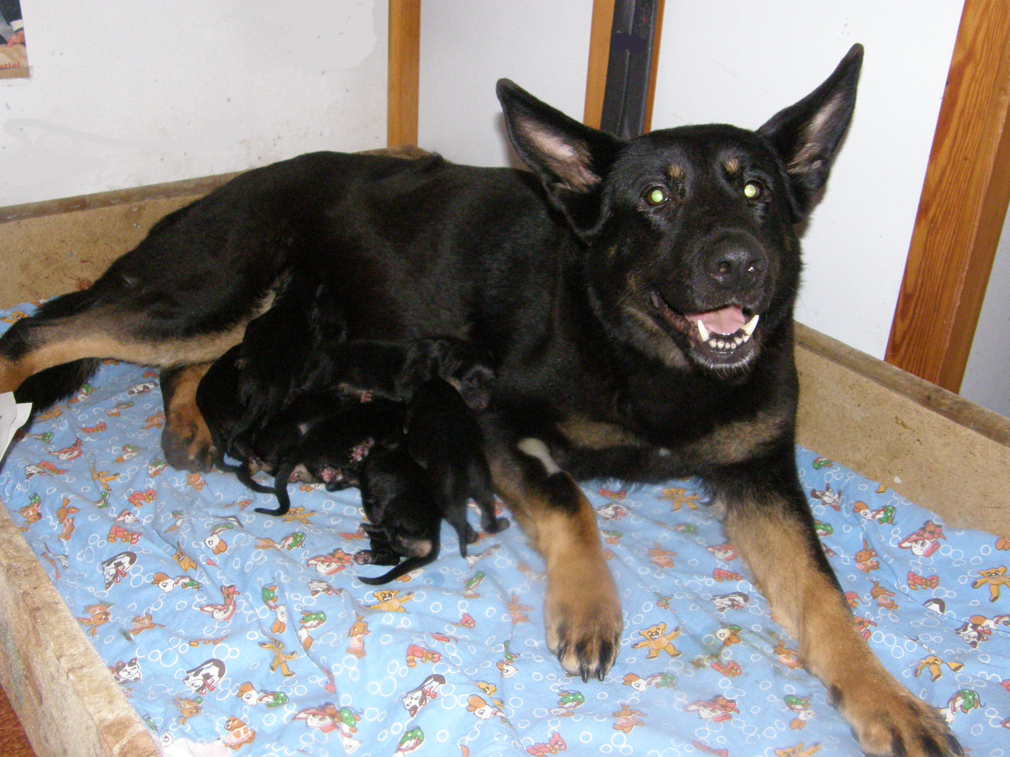 tata N z Novho Draka