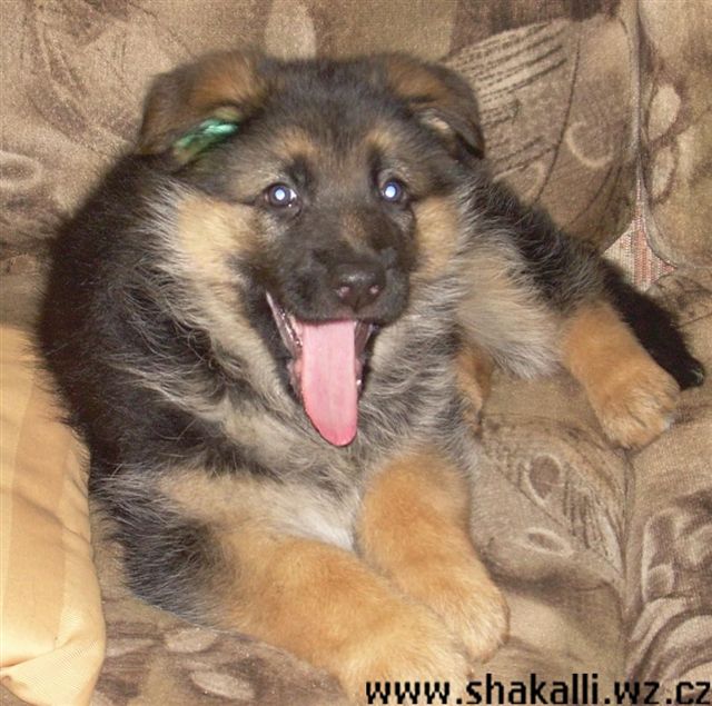 Lussy z Krupi�kova ml�na