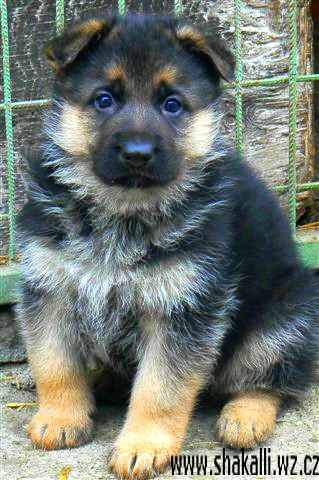 Larus z Krupi�kova ml�na