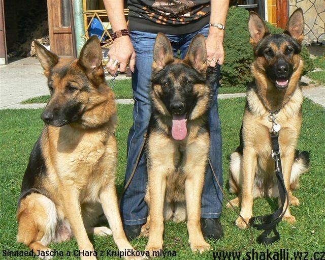 Sinnaed,Jascha a Chara z Krupi�kova ml�na