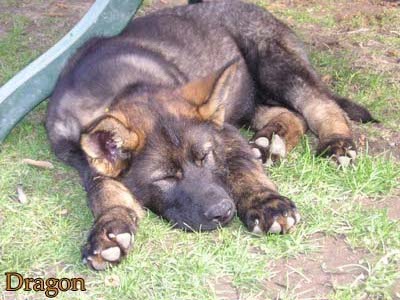 Dragon Bohemia Abakan