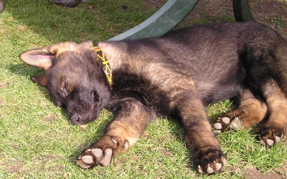 Dragon Bohemia Abakan