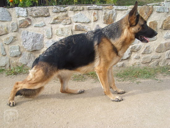 Edyna Bohemia Svratka