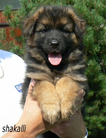 Moritz z Krupi�kova ml�na