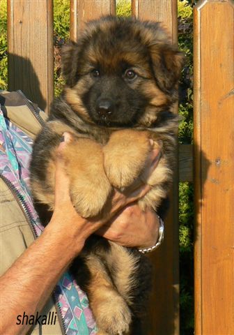 Narra z Krupi�kova ml�na