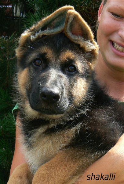 Marcus z Krupi�kova ml�na