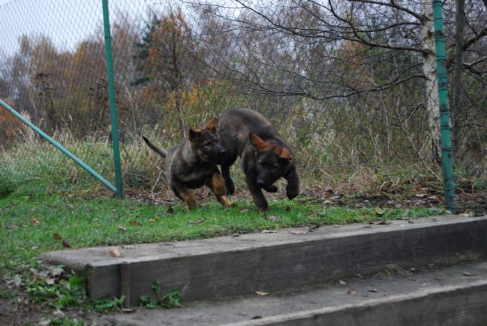 Berenis a Bakulka z Podhorsk�ch zahrad