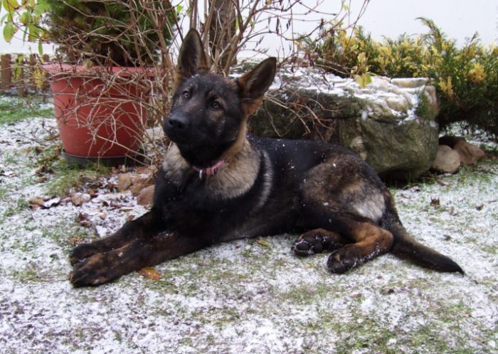 Berenis z Podhorskch zahrad