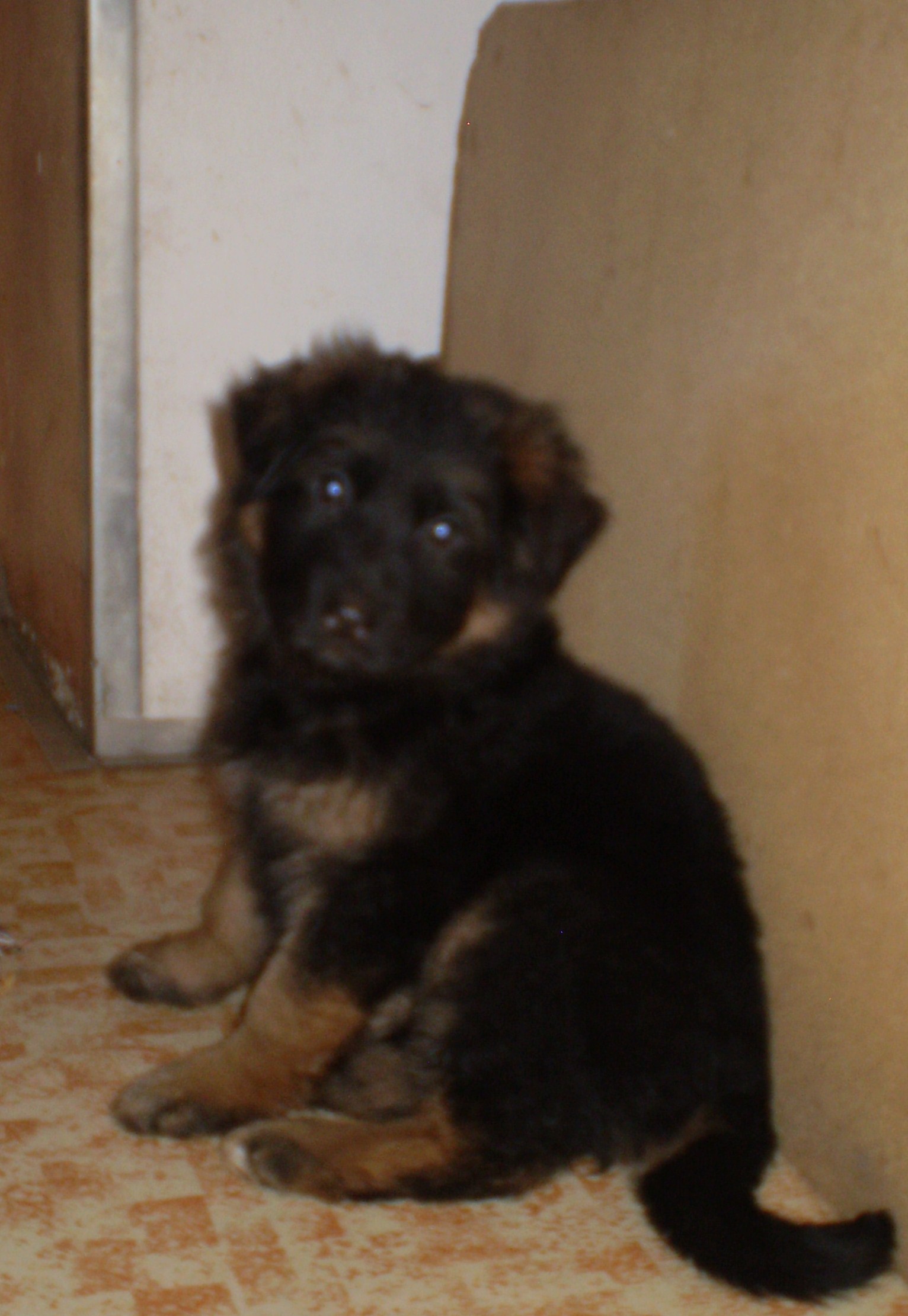 CHARON HARTIS BOHEMIA