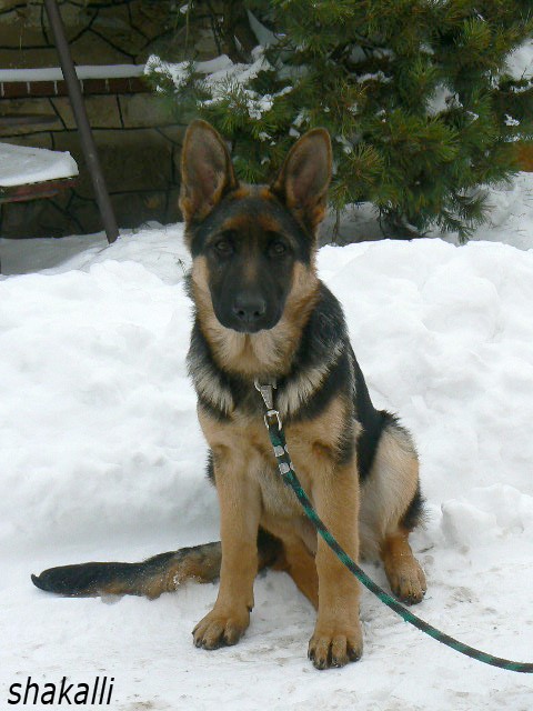 Axis z Modr�ch d�lek