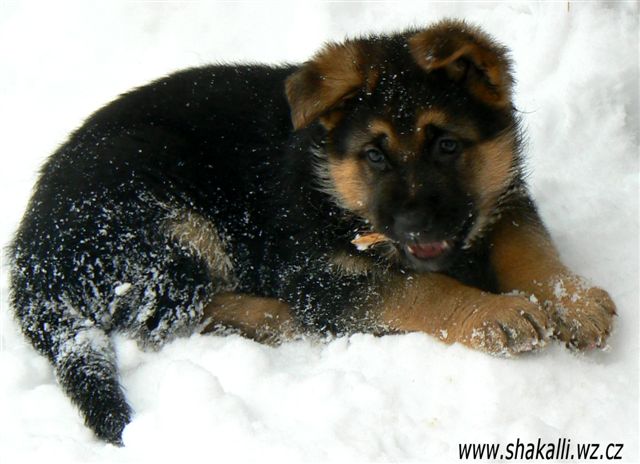 Oresta z Krupi�kova ml�na