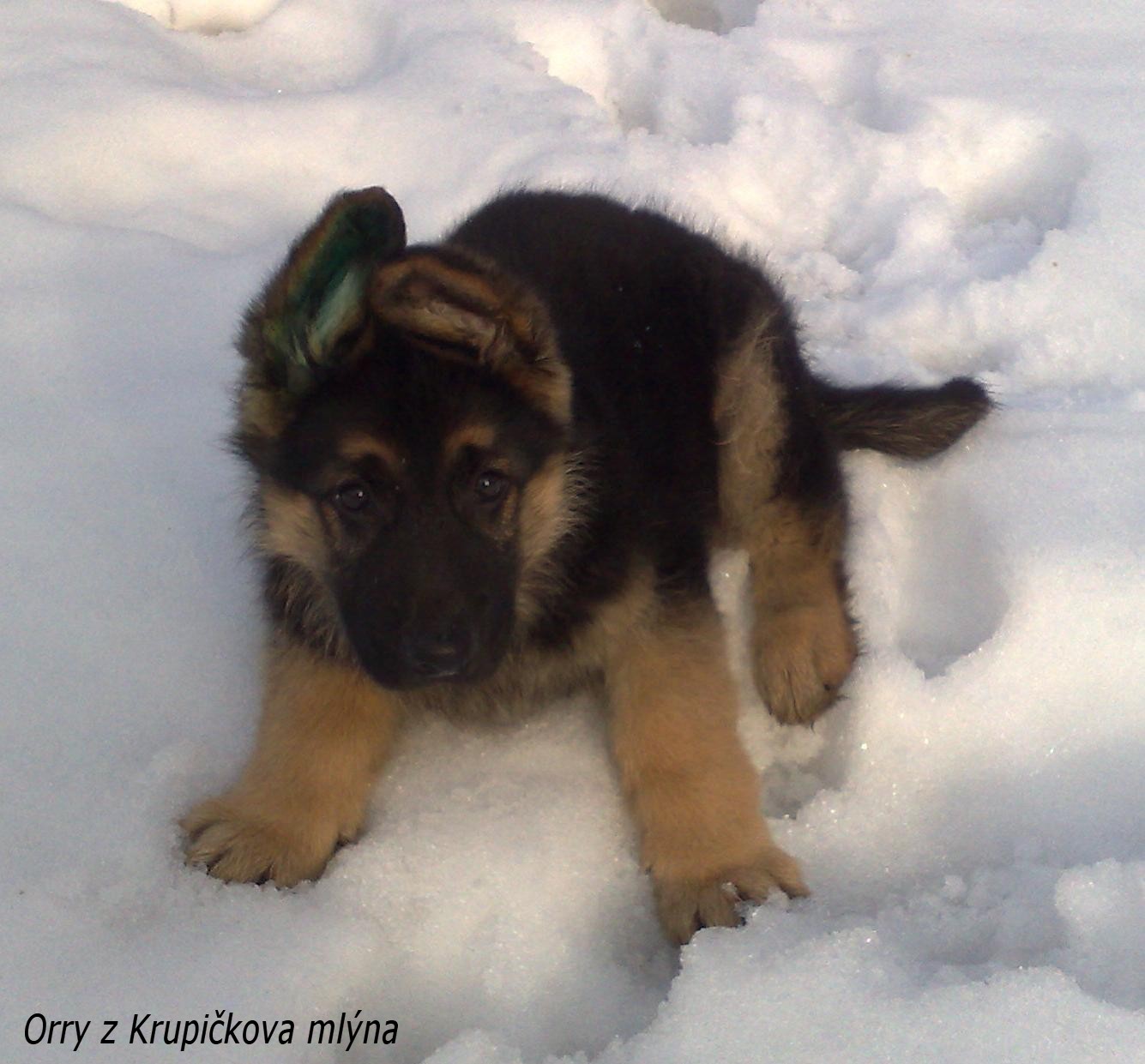 Orry z Krupi�kova ml�na