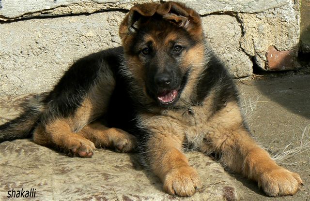 Oresta z Krupi�kova ml�na 