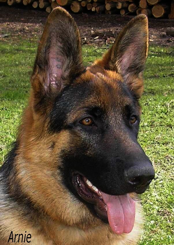 Arnie z Modr�ch d�lek